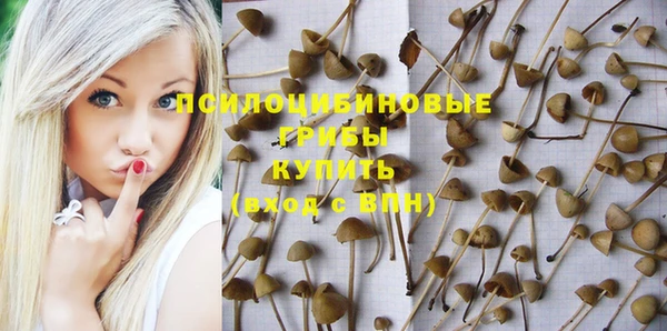 трава Белокуриха